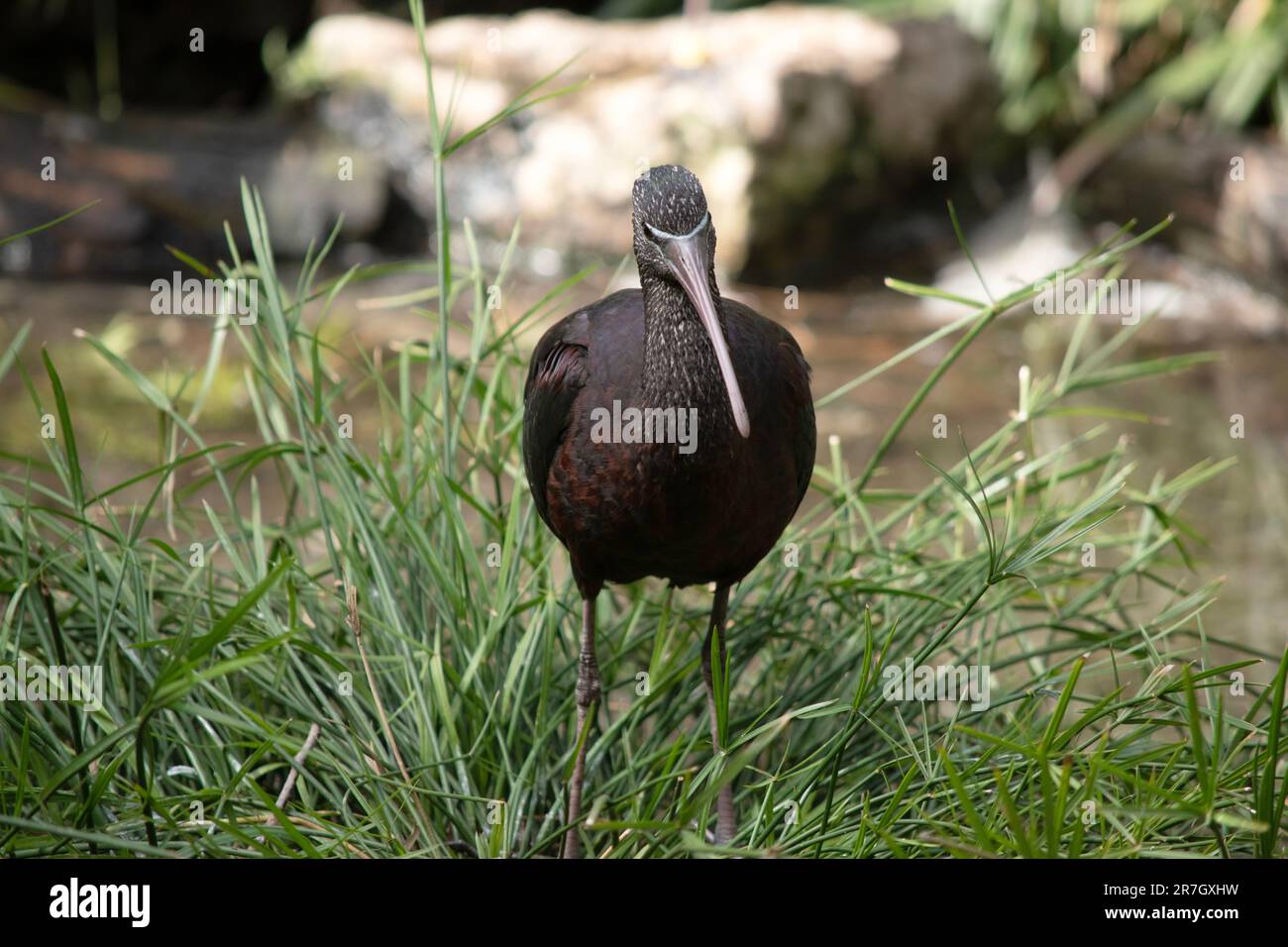 The glossy ibis neck is reddish-brown and the body is a bronze-brown with a metallic iridescent sheen on the wings. The Glossy Ibis has a distinctive Stock Photo