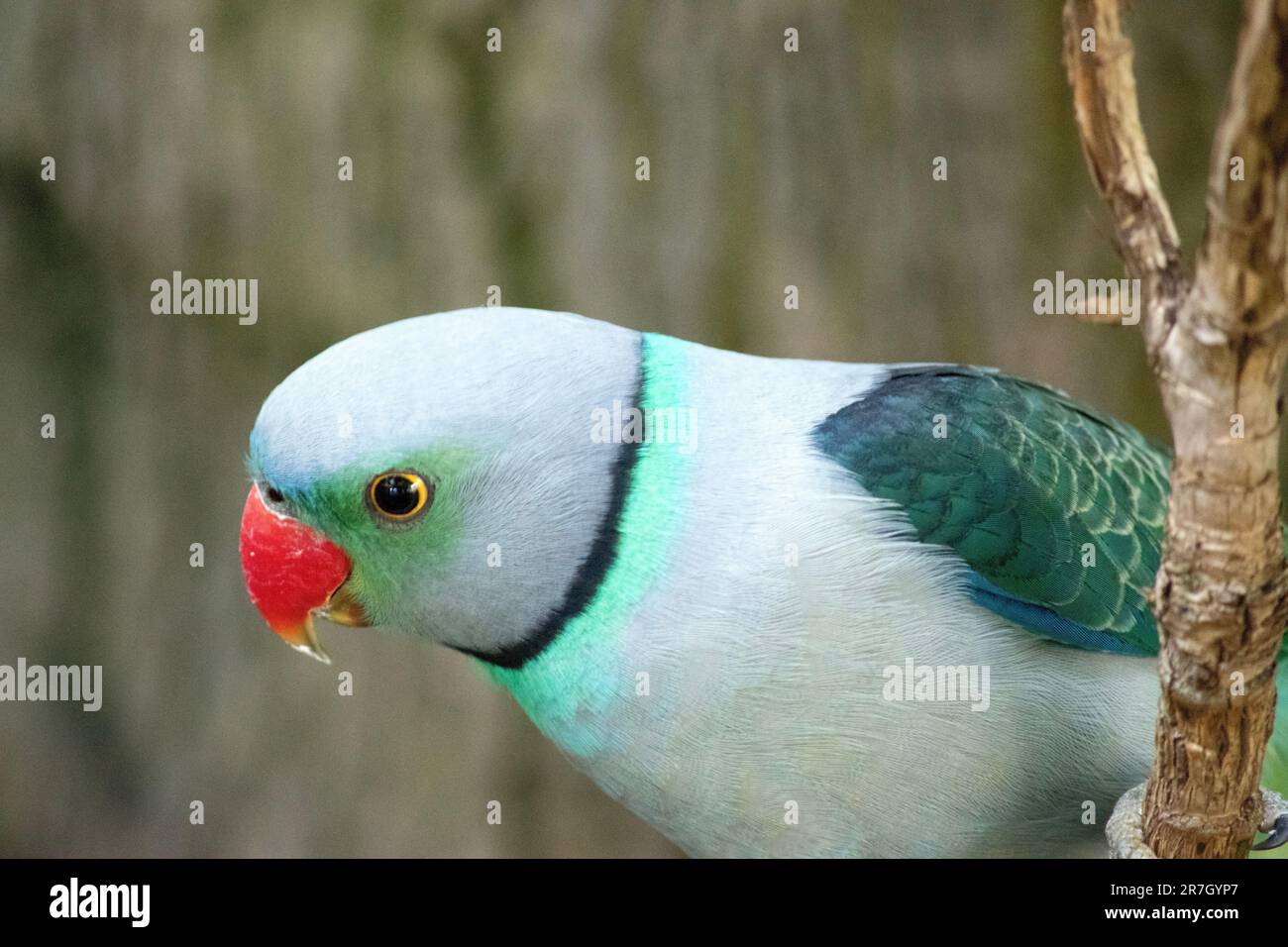 Blue and grey best sale parakeet