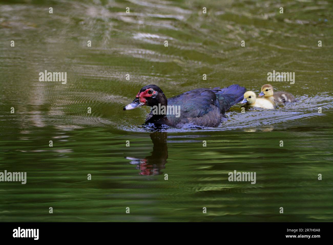 Mother duck guiding baby ducklings in water Stock Photo Alamy