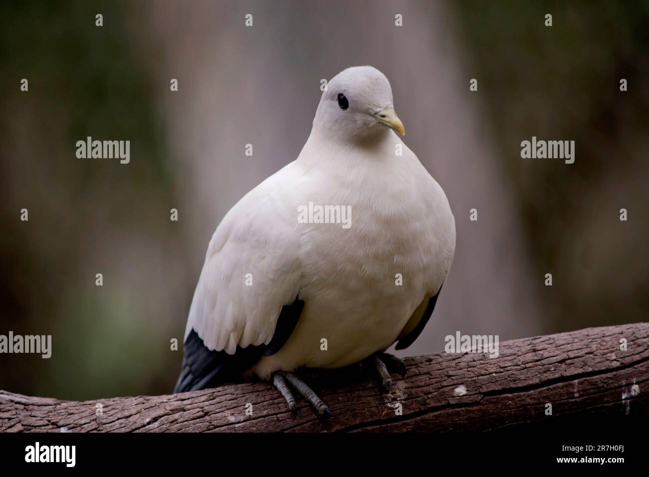 the pied Torresian Imperial Pigeon is all white with black wing tips Stock Photo