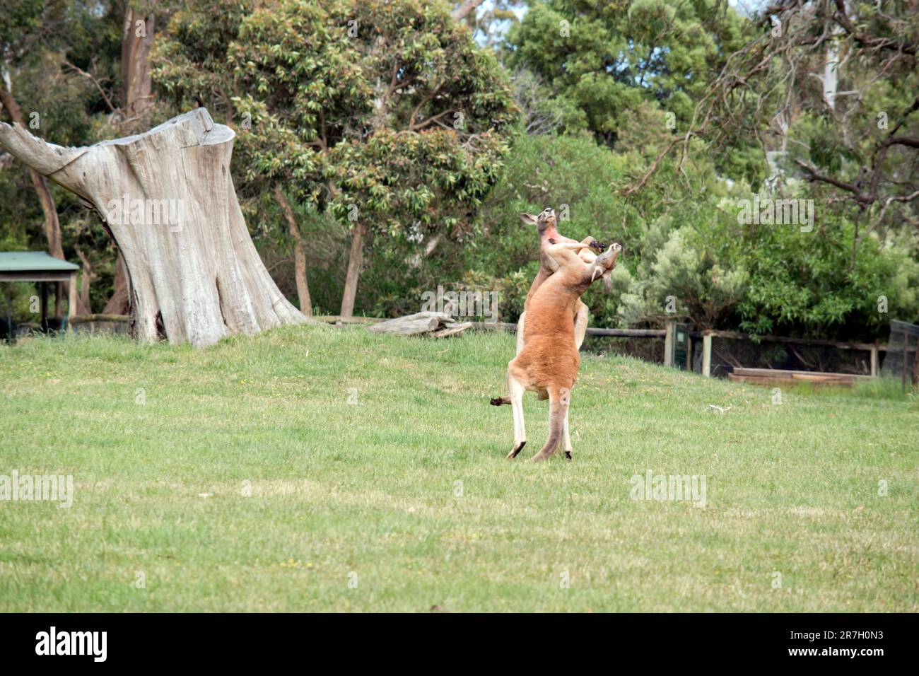 the two male kangaroos are fighting over who will end up mating with the  females. they are fighting until one walks away Stock Photo - Alamy, image size:1300x956
