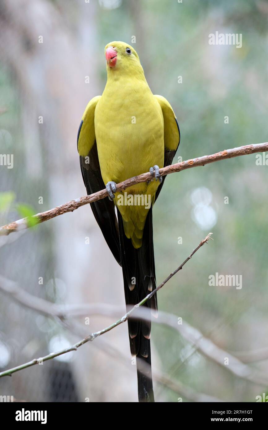 The adult male Regent Parrot has a general yellow appearance with the tail and outer edges of the wings being dark blue-black. It has yellow shoulder Stock Photo