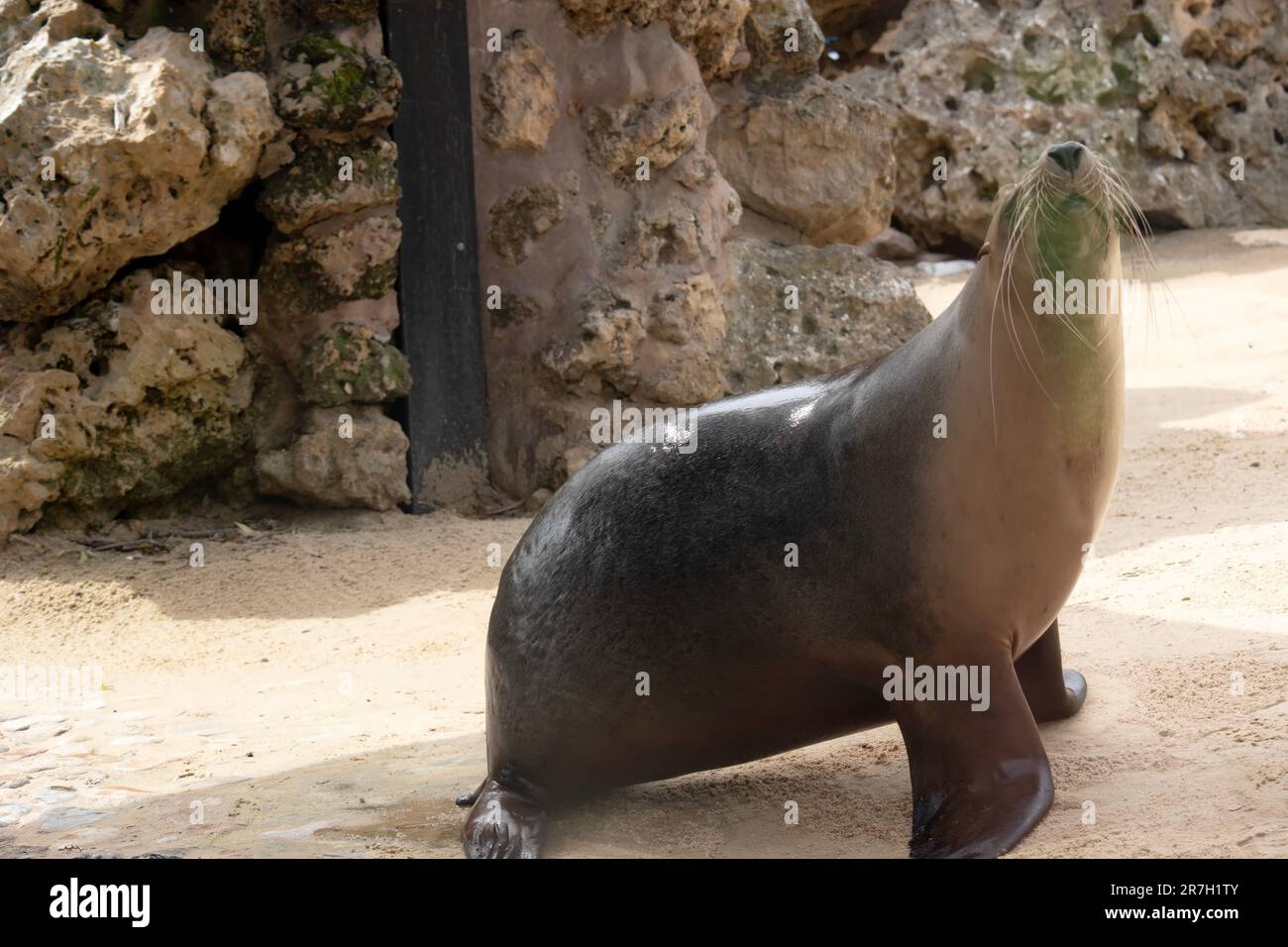 Sea lions are characterized by external ear flaps, long fore flippers, and a big chest and belly. They have short, thick fur, covering a thick layer o Stock Photo