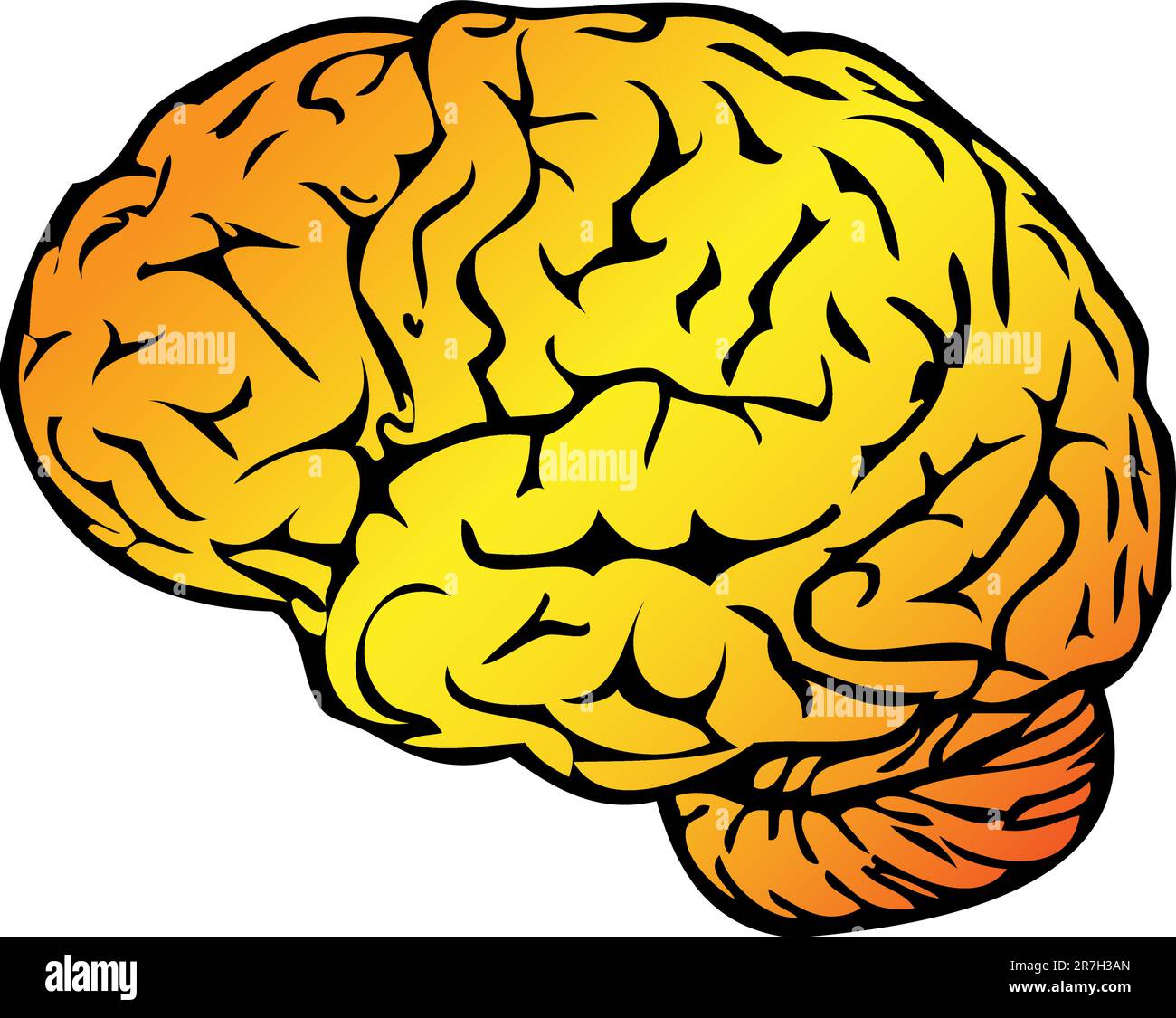 Anatomy Vector Medical illustration, human brain Stock Vector Image ...