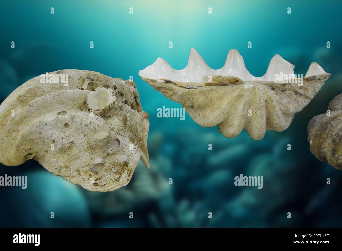 Prehistoric fossils dating back to the Cretaceous period Stock Photo Alamy