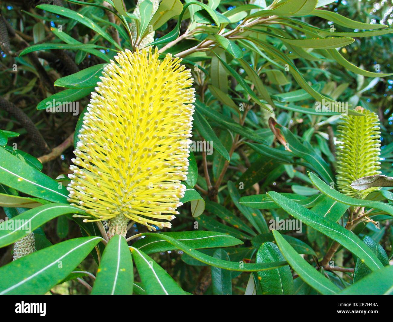 Flowers Of Yellow Bottle Brush Plant Callistemon Endemic Australian flowers-of-yellow-bottle-brush-plant-callistemon-endemic-australian