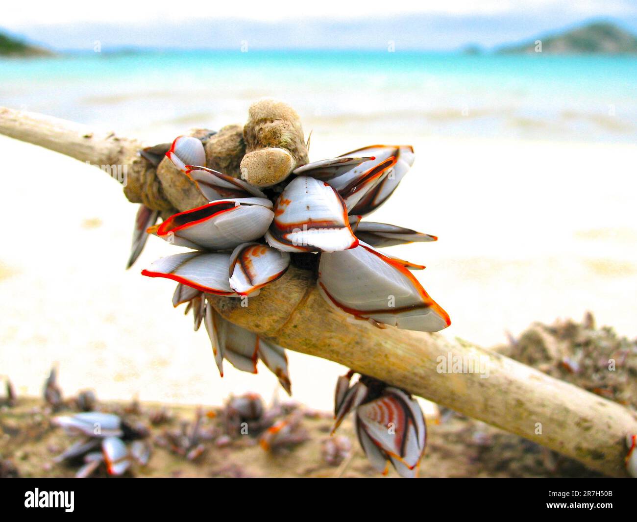 Gooseneck / goose barnacles (Pedunculata) on flotsam, close view, Torres Strait, Australia. Stock Photo