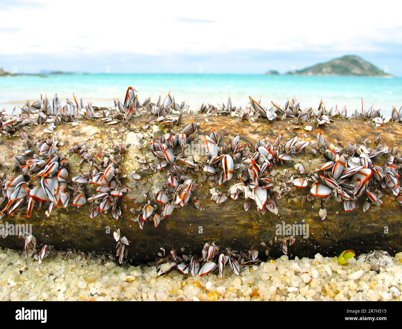 Gooseneck / goose barnacles (Pedunculata) on flotsam wooden log on the beach, Torres Strait, Australia. Stock Photo