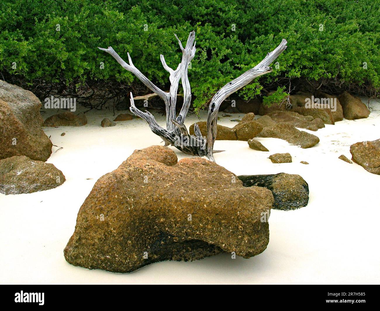 Abstract beach scene boulders, mangroves and driftwood, Lizard Island, Queensland, Australia