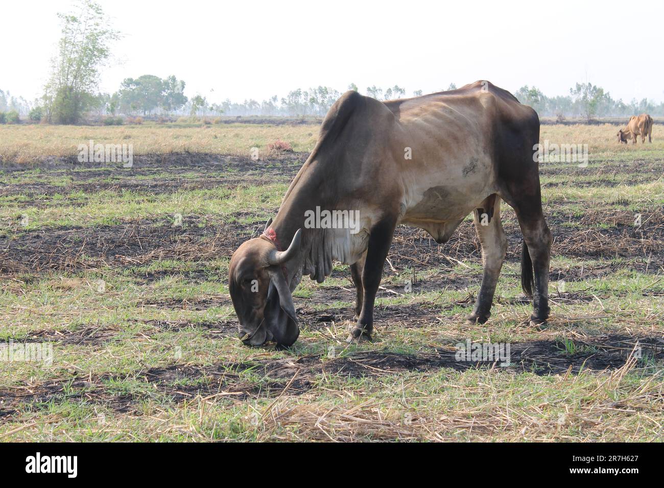Cows are eating grass in the fields in Thailand during the dry season. Stock Photo