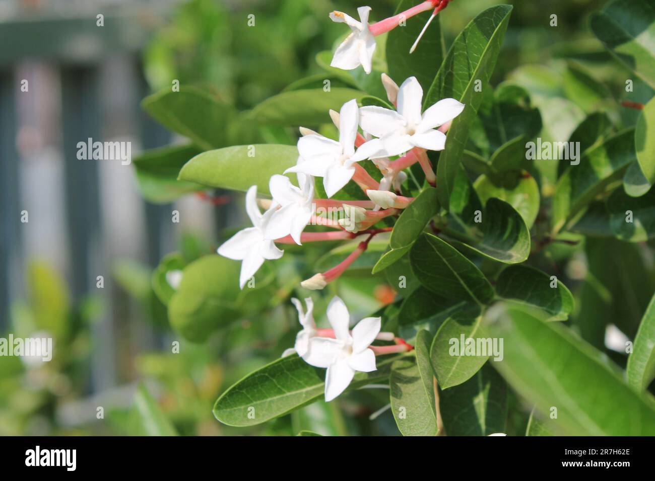 Yawning mangos are blooming in the middle of the day. Stock Photo