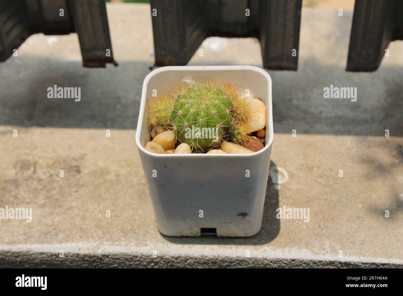 A round cactus in a white pot is placed in the midday sun. Stock Photo