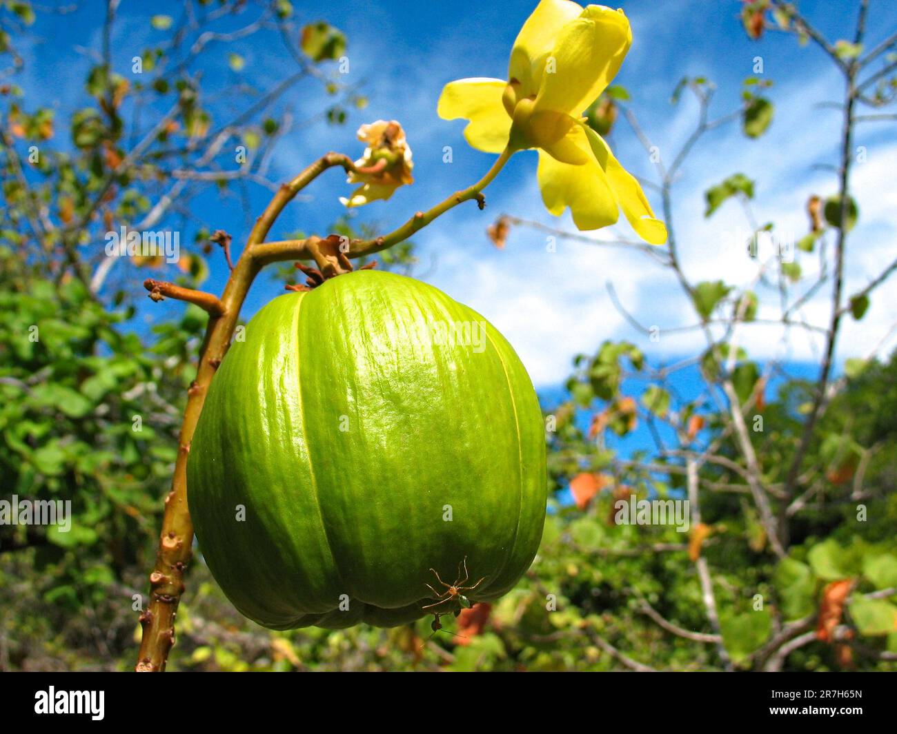 Flower and fruit of kapok tree (Cochlospermum gillivraei), native