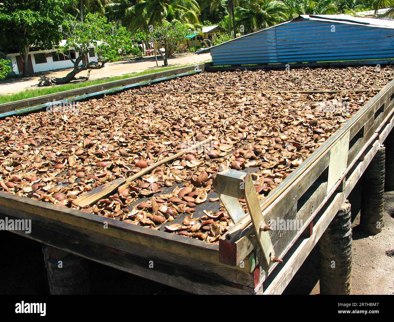 Meat of coconut (copra) drying in the sun, Huahine, French Polynesia