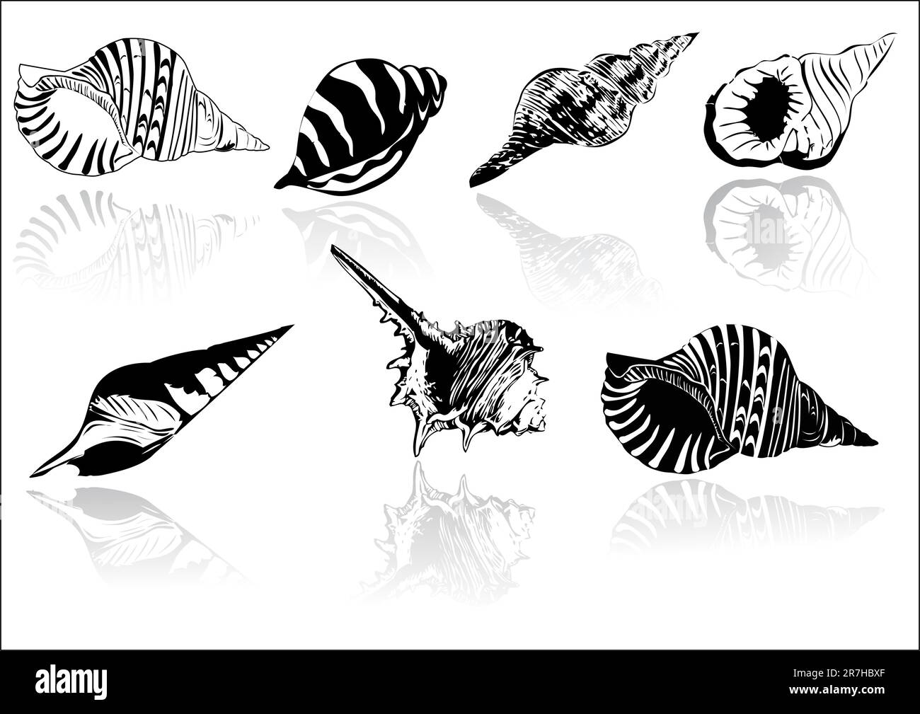 Vector illustration of different  sea  shells Stock Vector