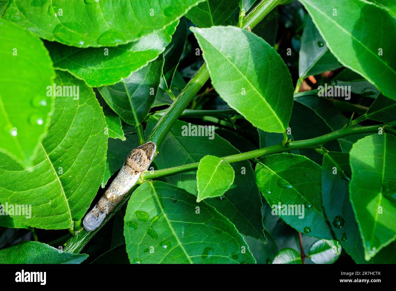 Orange caterpillar hires stock photography and images Alamy
