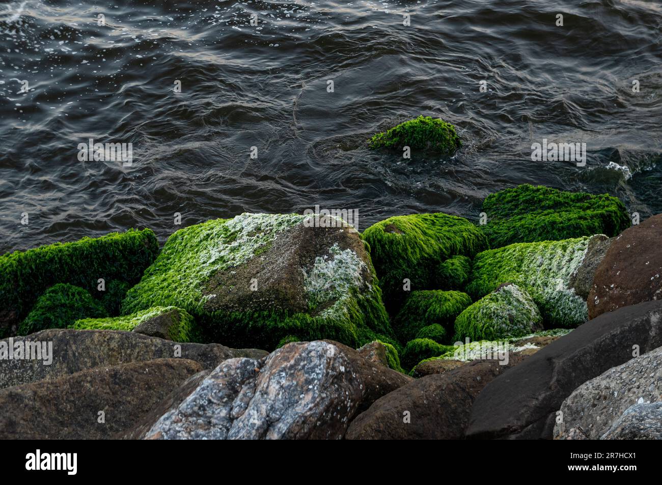 Pillow moss hi-res stock photography and images - Alamy