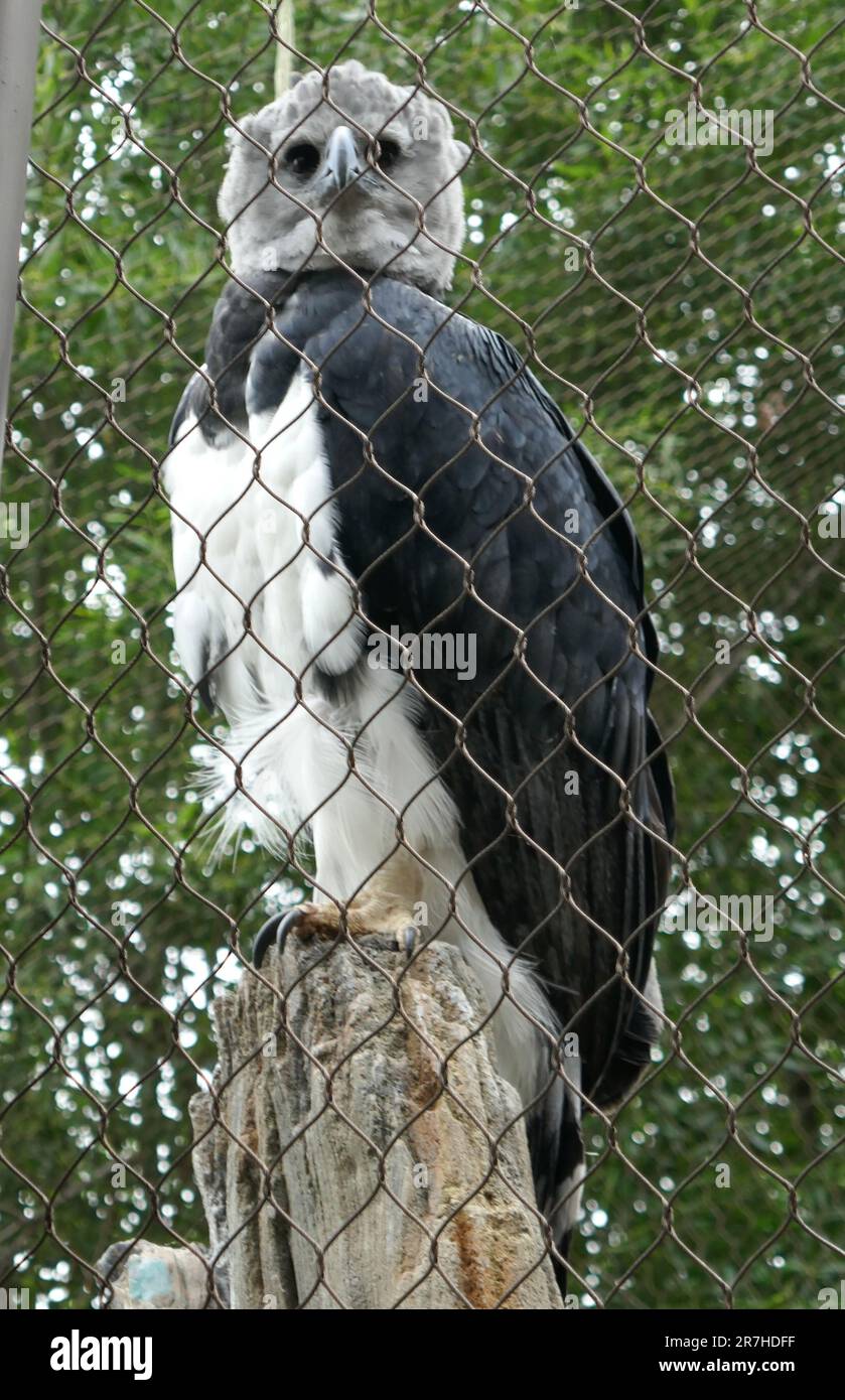 Los Angeles, California, USA 14th June 2023 Harpy Eagle at LA Zoo on June 14, 2023 in Los