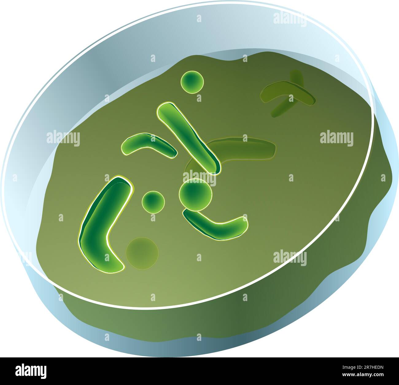 An image of a petri dish of bacteria Stock Vector Image & Art Alamy