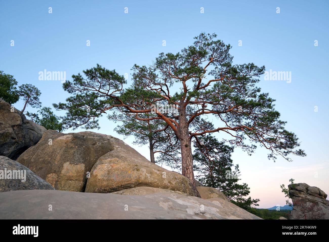 Big old pine tree growing on rocky mountain top under blue sky on ...