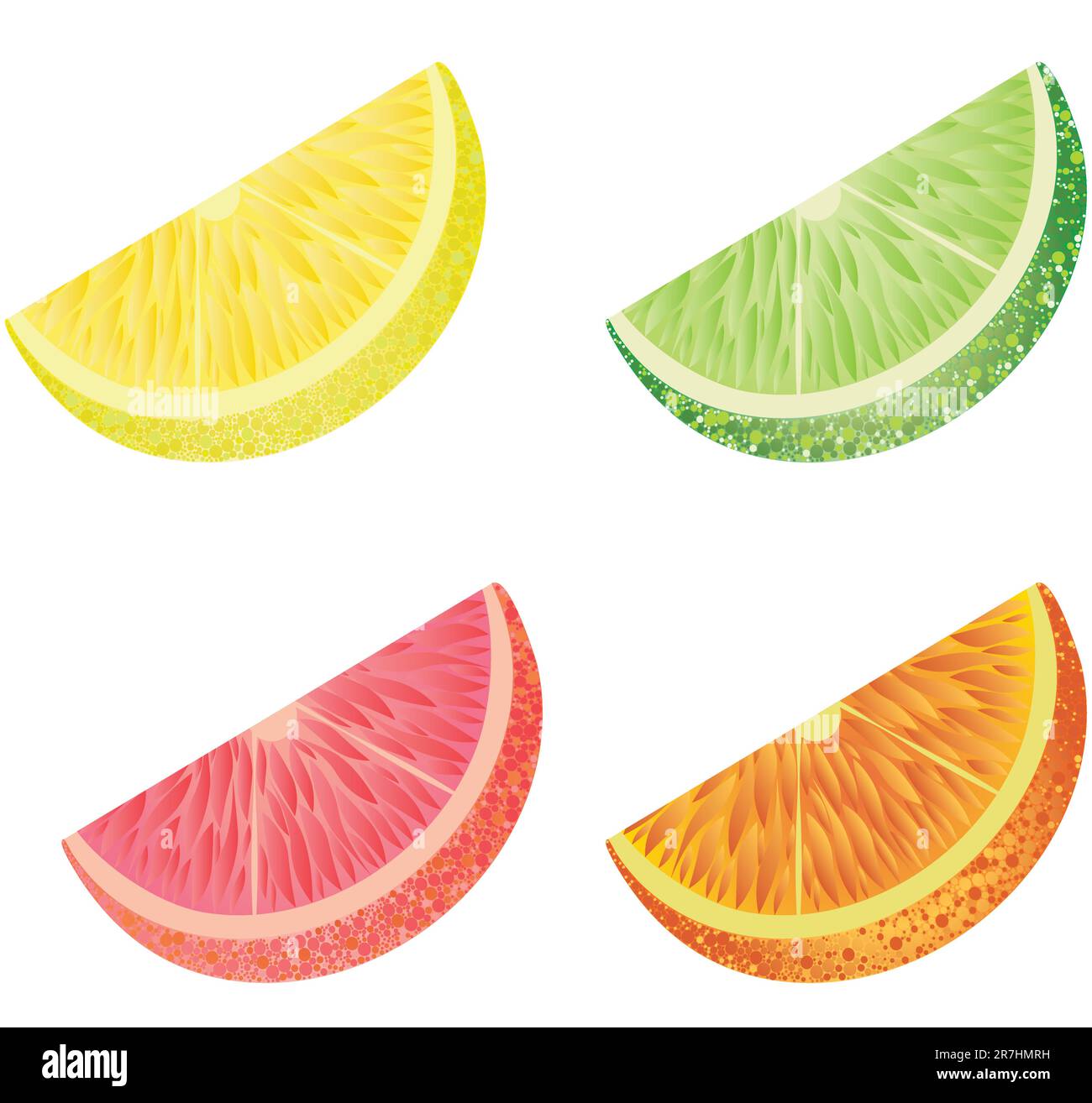Vector Illustration: four slices of citrus fruit Stock Vector Image ...