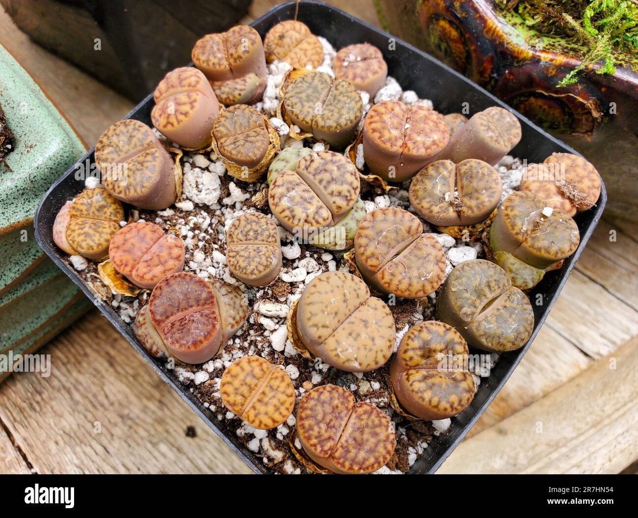 Light pink colors of Lithops plant, also known as the living stones Stock Photo