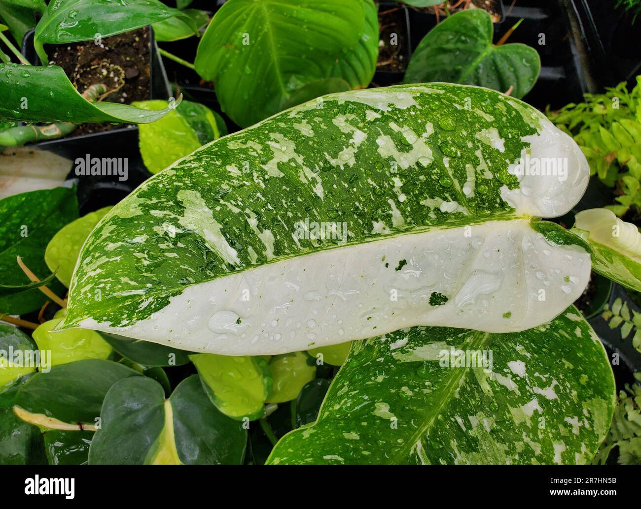 Philodendron 'Jose Buono'