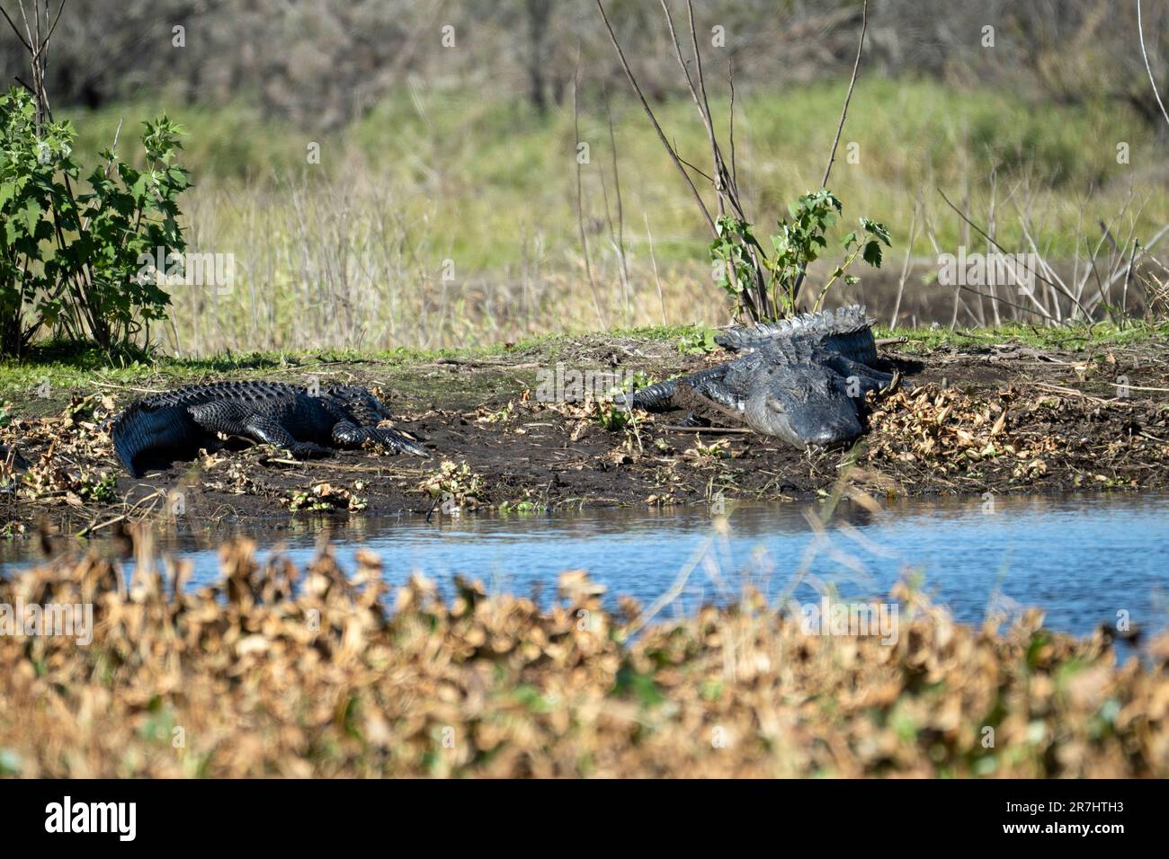 American alligators enjoying the heat from the sun on the bank of the