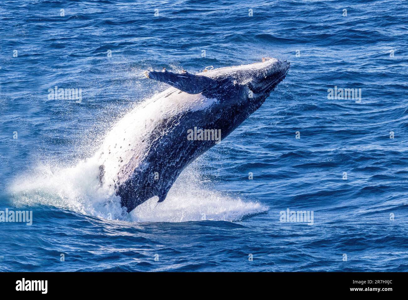 Breaching Humpback Whale off Sydney Australia Stock Photo - Alamy