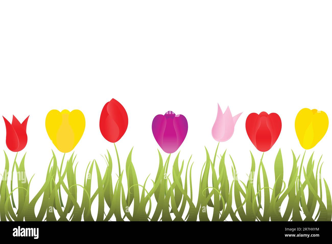 Colorful spring tulips on white background Stock Vector