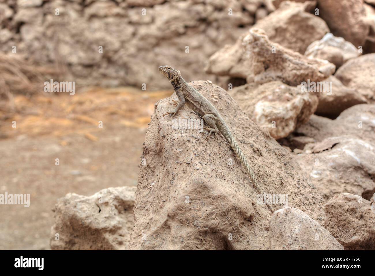 Lizard (Liolaemus Fabiani, Fabian's Lizard) Resting On A Rock Near