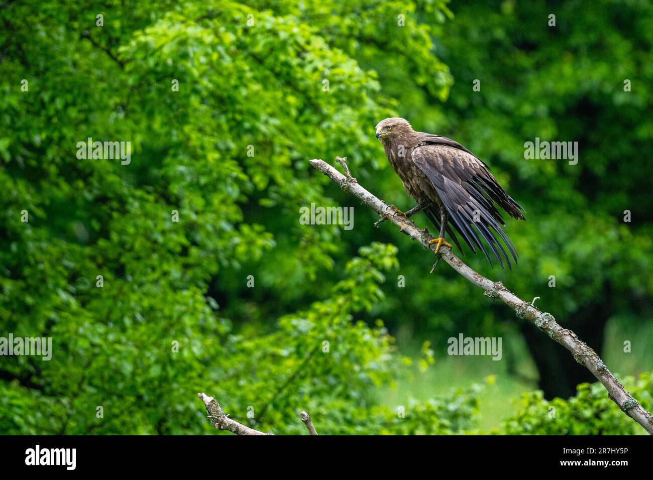 The lesser spotted eagle, Clanga pomarina, perching on a branch into its natural habitat in Carpathians, Poland. Stock Photo