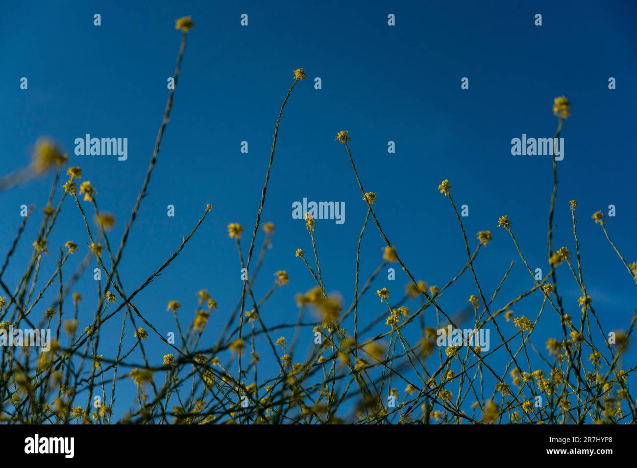 Wild mustard flowers bloom in Griffith Park in Los Angeles, Thursday, June 8, 2023. Among the