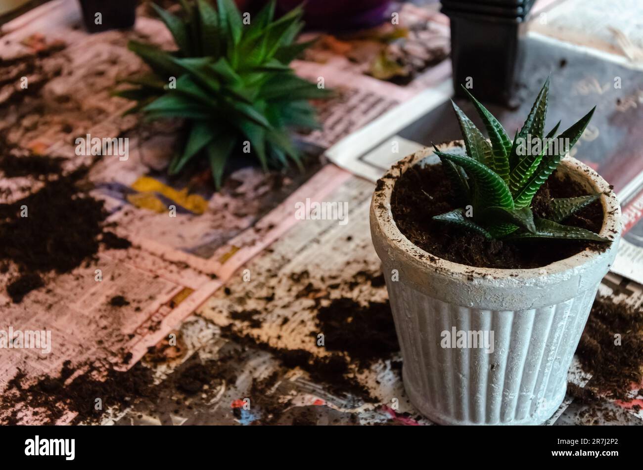 Close-up of Aloe plant with new nutritious soil, perfect for the season Stock Photo