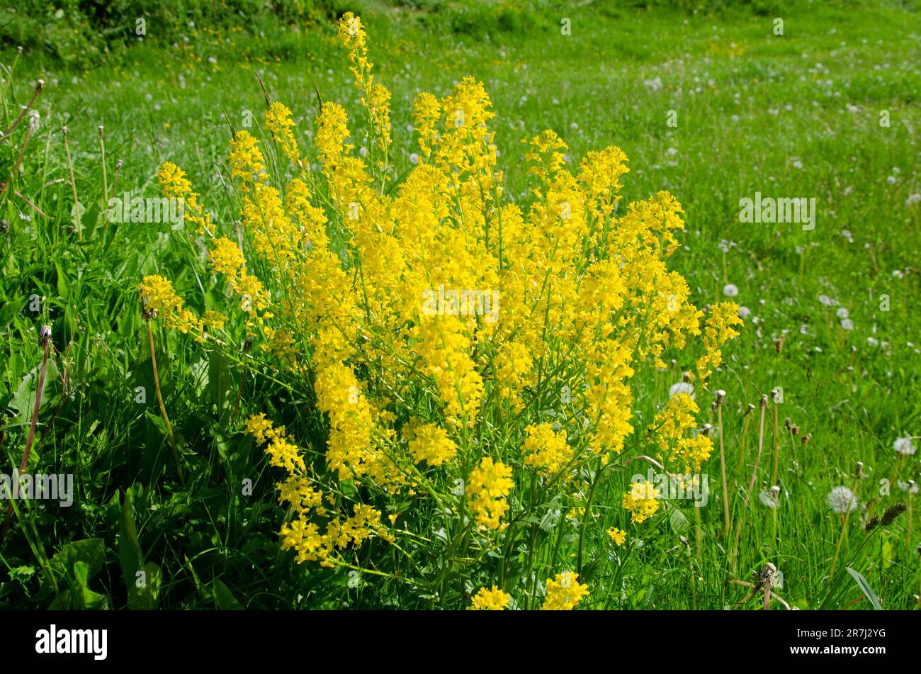 Full frame image of common watercress shrub in full bloom, Barbarea vulgaris Stock Photo