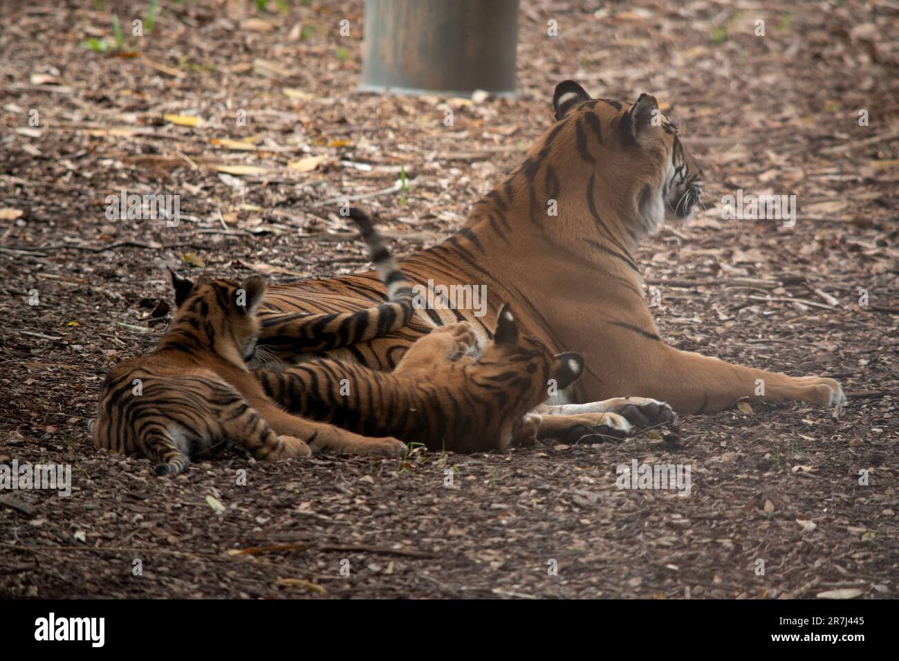 Tigers have a coat of reddishorange fur with dark stripes, the tiger