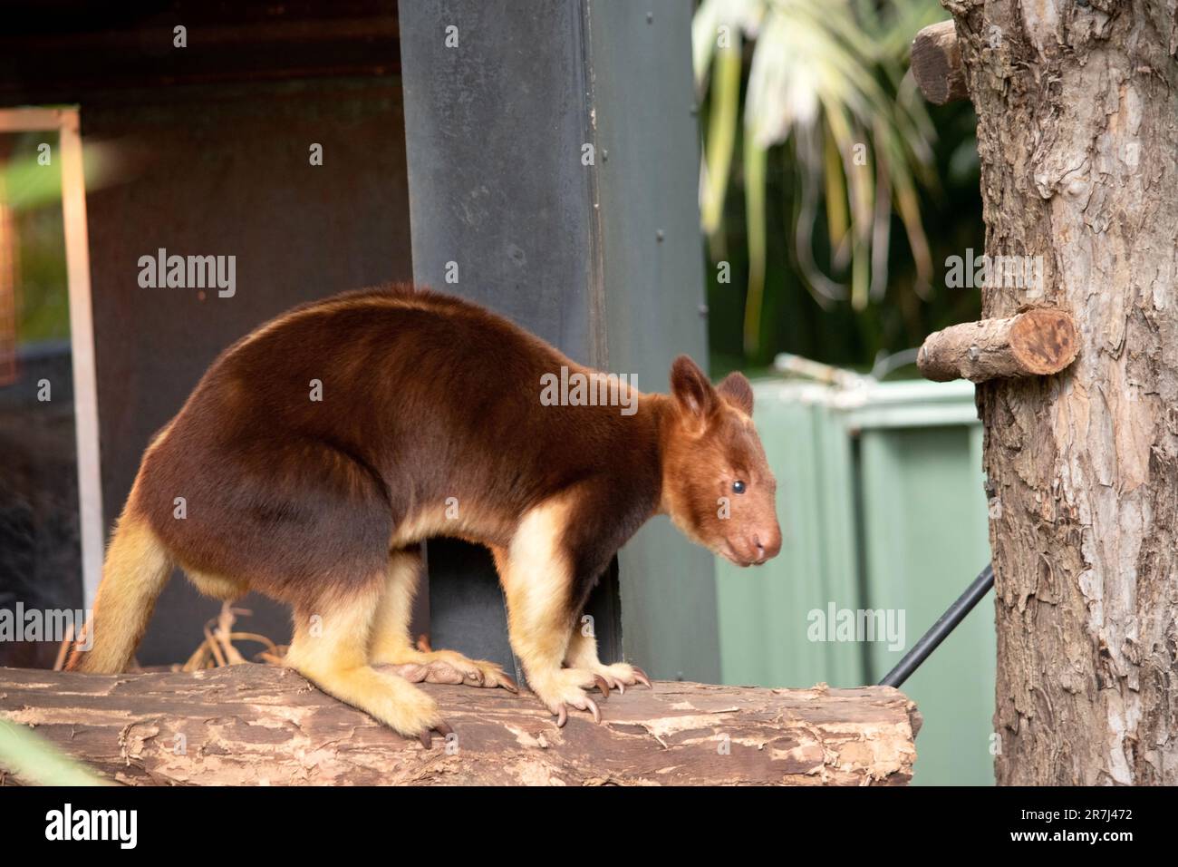 The Tree Kangaroo Is The Only Kangaroo That Can Climb Trees It Looks