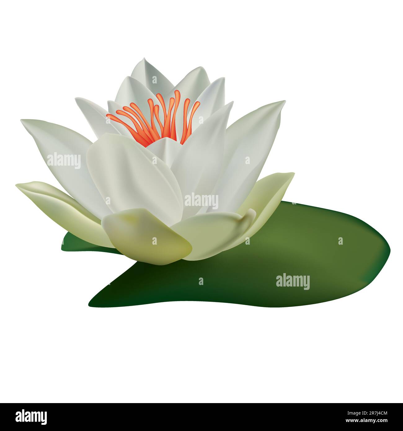 white lotus isolated on a white background Stock Vector