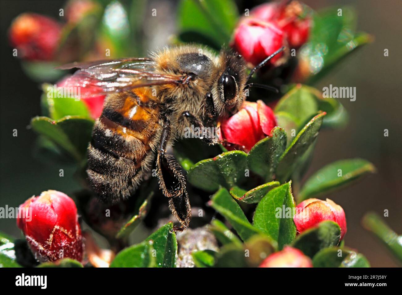 HONEY BEE feeding in a garden, UK. Stock Photo