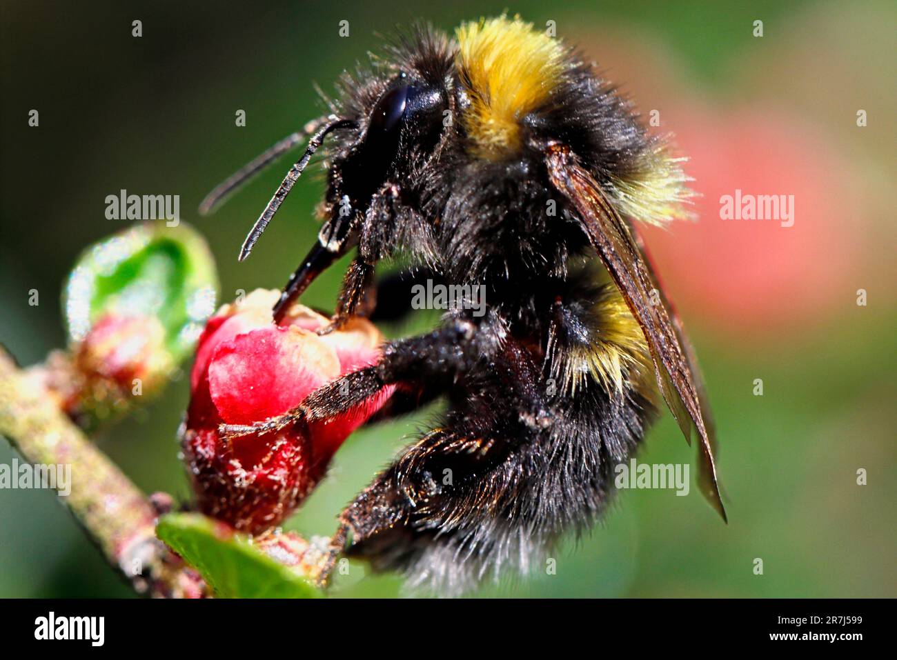 GARDEN BUMBLE BEE (Bombus hortorum), UK. Stock Photo