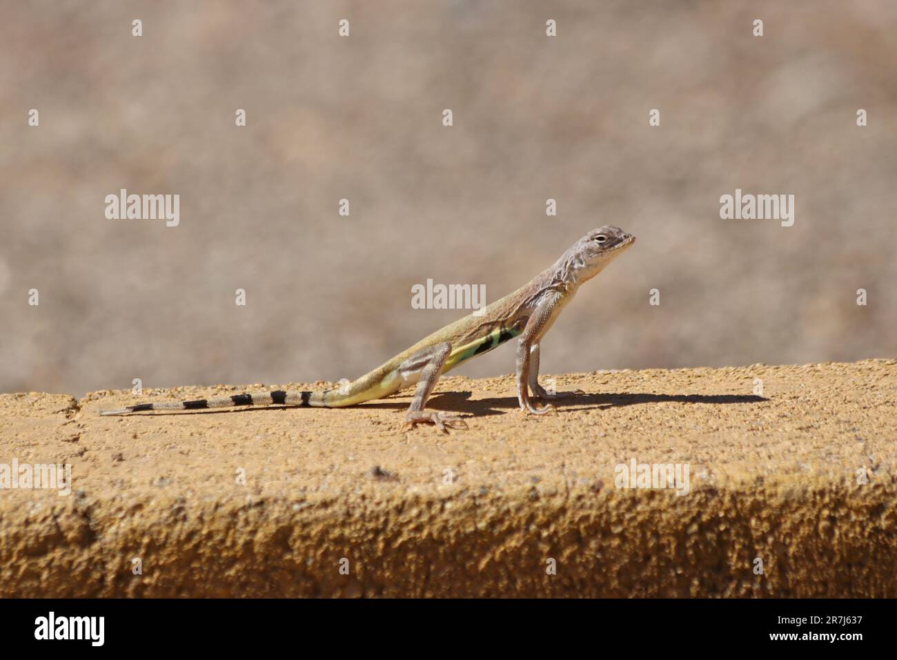 Western Zebra-tailed Lizard - Callisaurus draconoides rhodostictus - in Arizona Desert Stock Photo