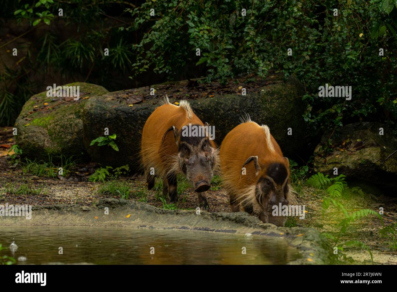 Red river hogs are omnivores and in the wild, eat a variety of foods