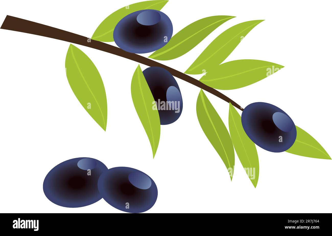 Vector illustration of olive branch with olives Stock Vector Image ...