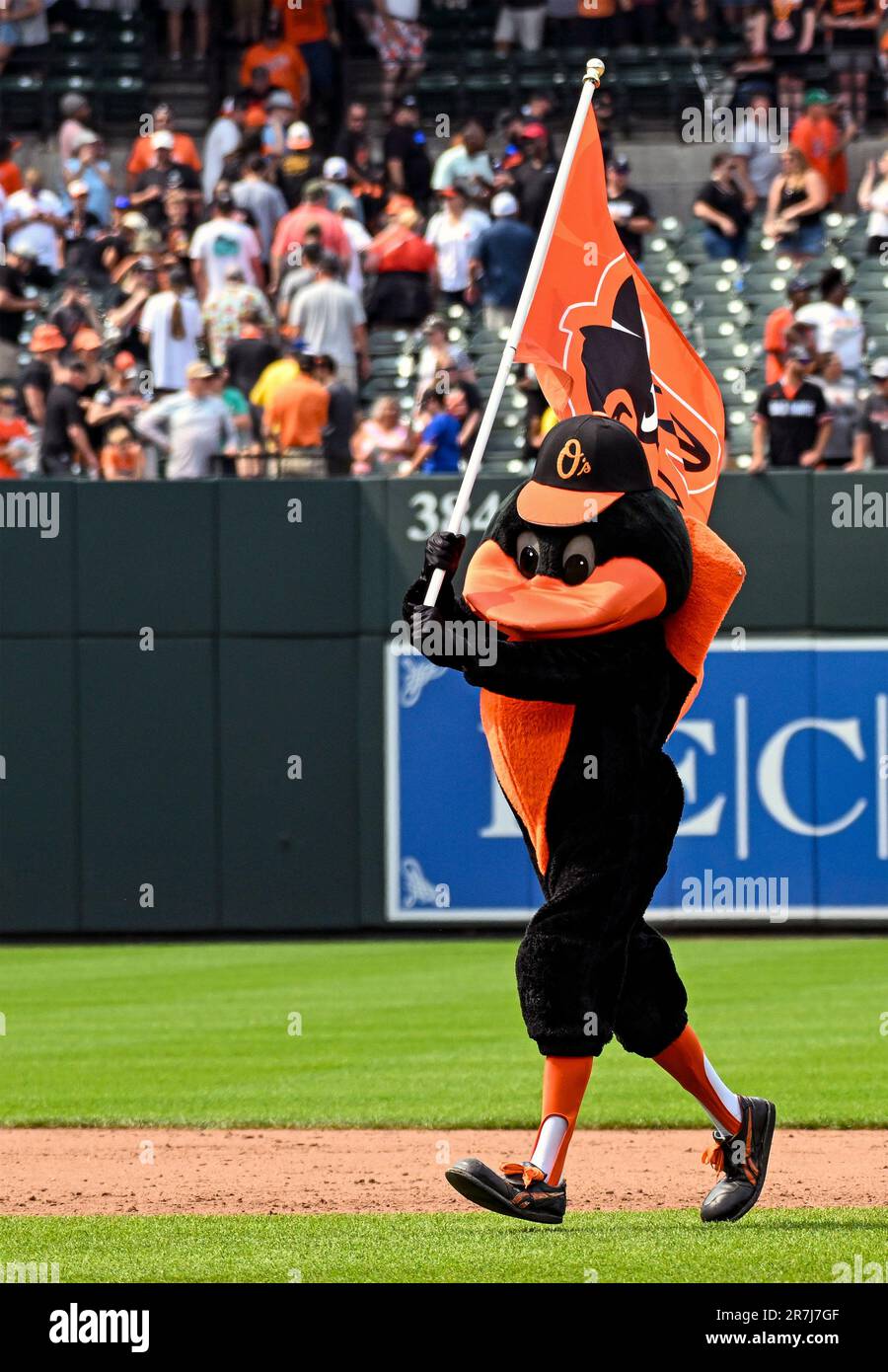 BALTIMORE, MD - June 15: The Orioles Bird celebrates a series win