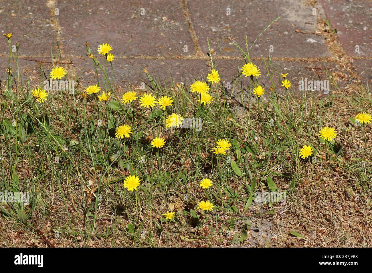 Flowers in a dry lawn along a tiled path of catsear, flatweed (Hypochaeris radicata). Family Asteraceae. June, Netherlands. Stock Photo