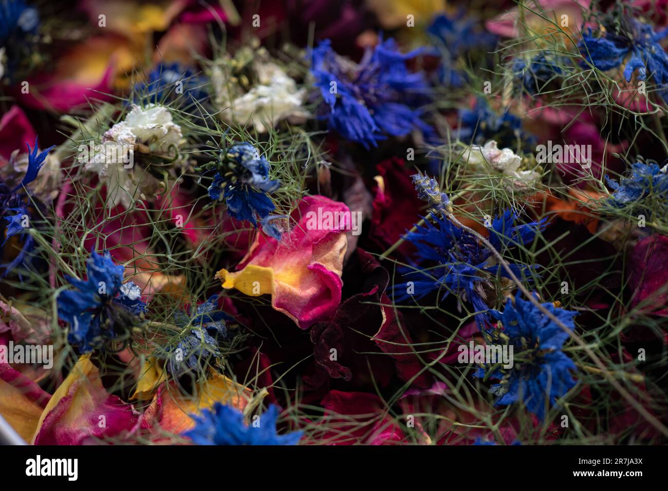 Dried kalonji flowers hi-res stock photography and images - Alamy
