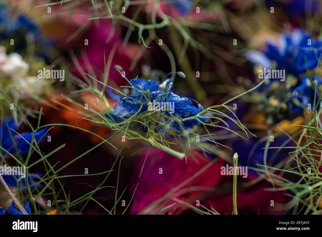 Dried kalonji flowers hi-res stock photography and images - Alamy