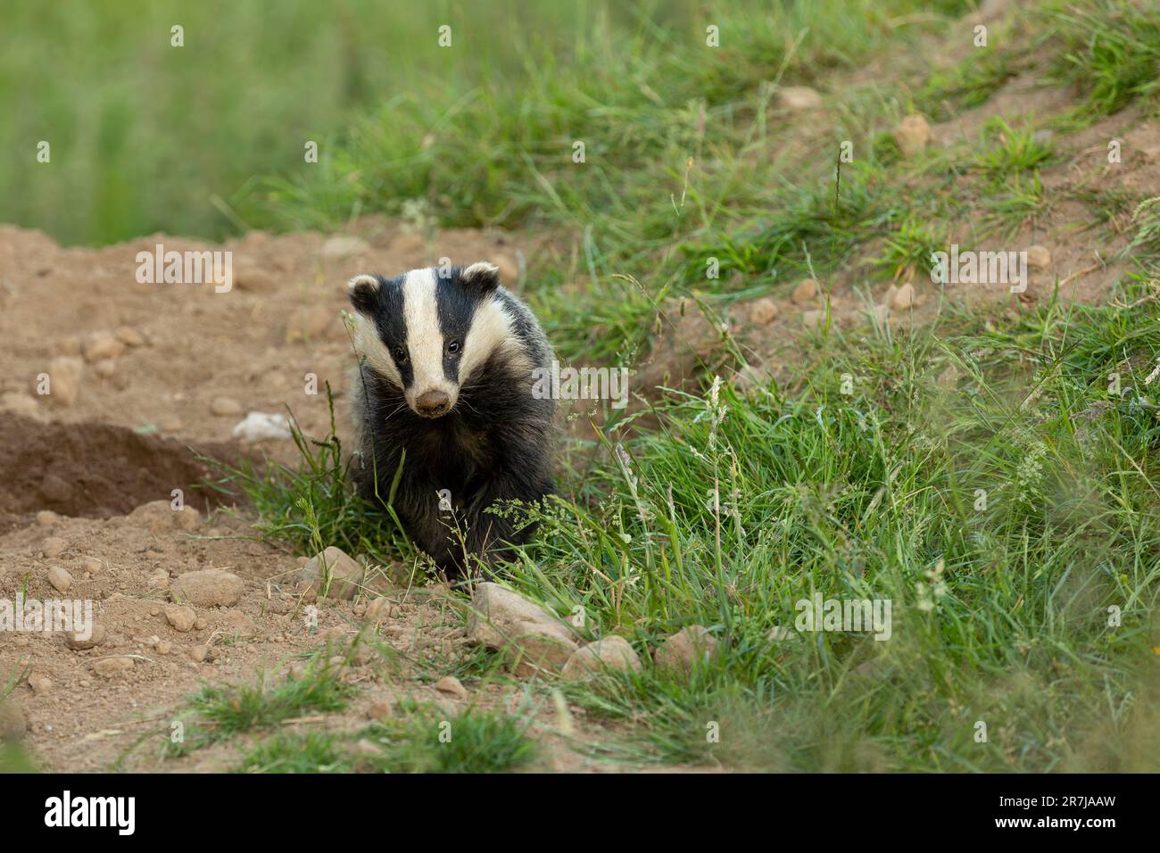 Badger, Scientific name: Meles Meles, Wild, native European badger emerging from the sett in Summer, alert and facing forward.  Horizontal.  Copy spac Stock Photo