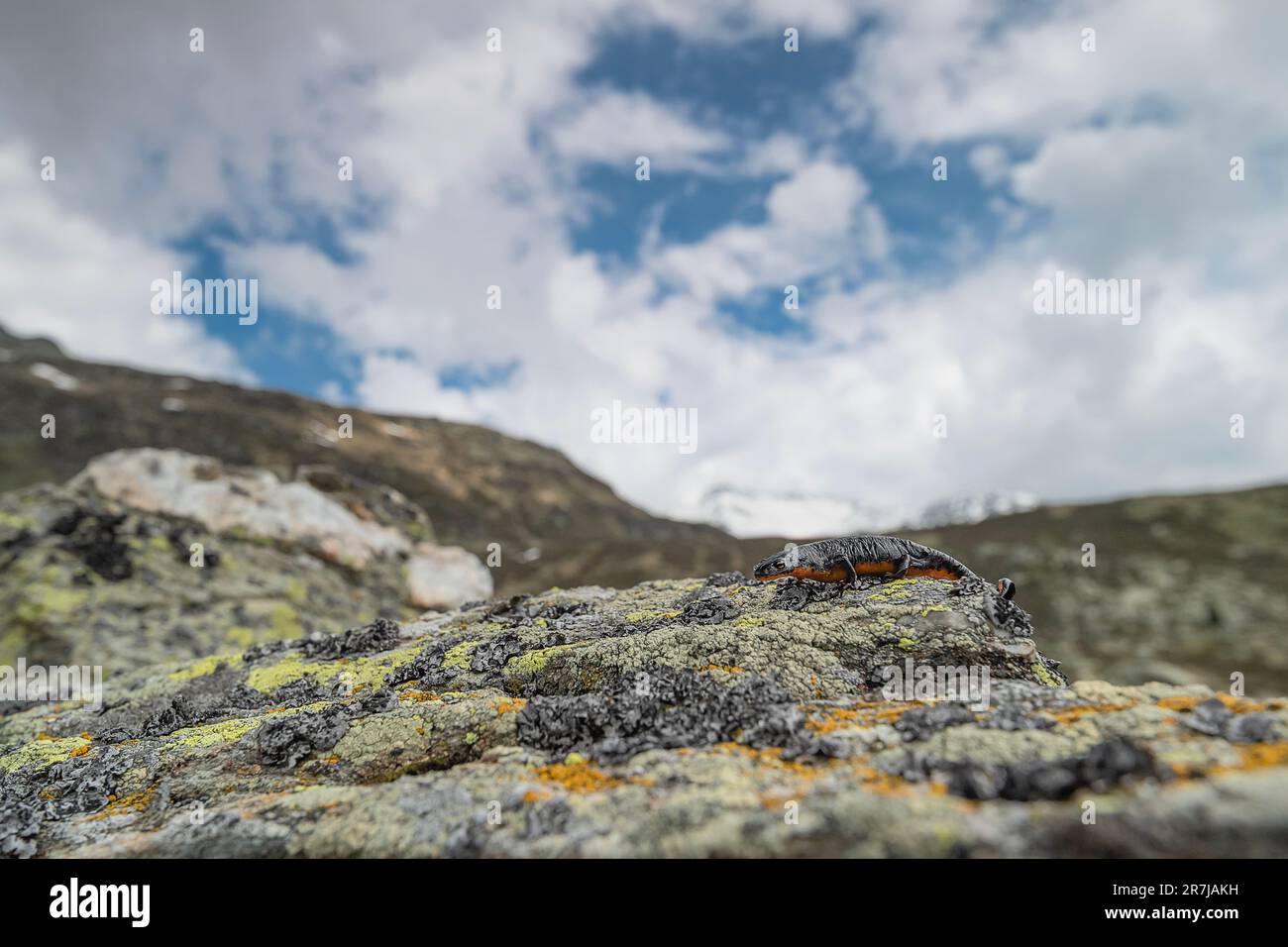 Alps landscape with Alpine newt on the rocks (Ichthyosaura alpestris) Stock Photo