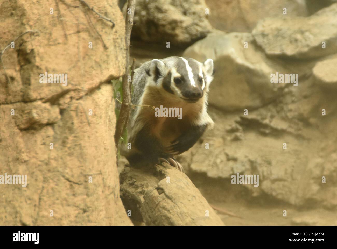 Los Angeles, California, USA 14th June 2023 American Badger at LA Zoo